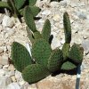 Opuntia_basilaris